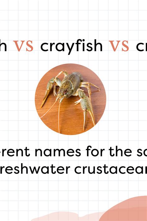 Urban Dictionary: Crawfish.